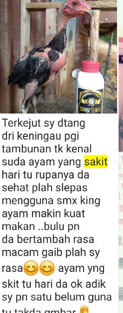 Buy Smx king Ubat sampar ayam sakit vitamin kucing bulu lebat 
