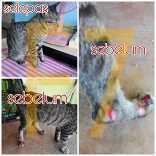 PS HERBS Ubat kucing ( Anti Bakteria, Fungus, Sporo, Kurap 