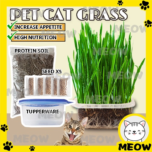 MEOW Eco-friendly Cat Grass Seed Set Biji Benih Rumput Kucing Pokok Kucing Healthy Cat Food Hairball Solution