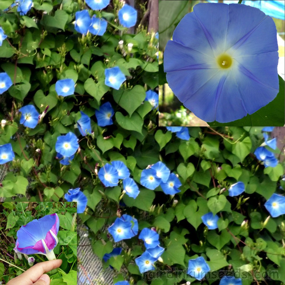 Biji Benih Bunga Seri Pagi Biru Morning Glory Heavenly Blue 10 Seeds Shopee Malaysia