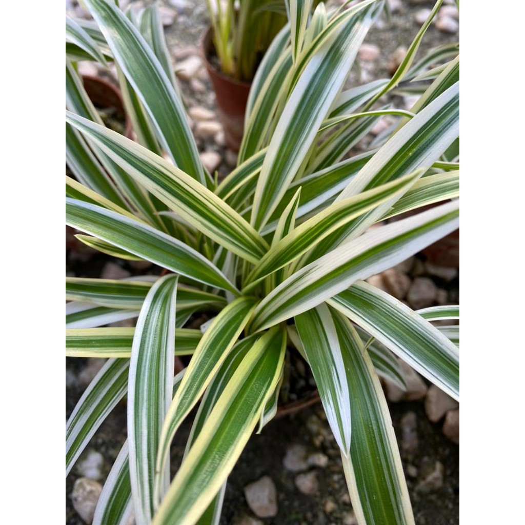 Chlorophytum Comosum Spider Plant Shopee Malaysia