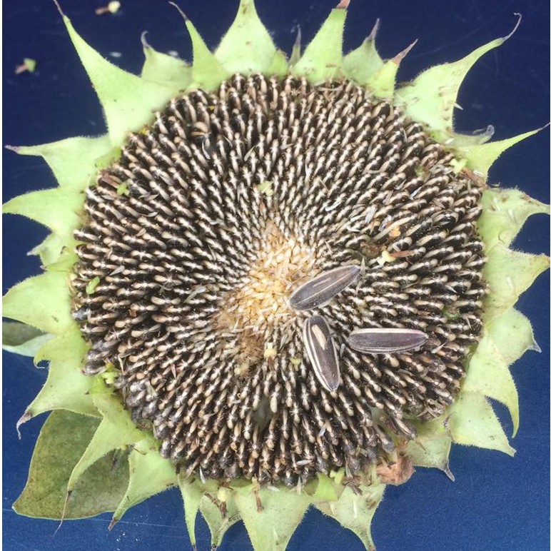 Sunflower Big Kuaci Bunga Matahari Kuaci Besar 15 Biji Shopee Malaysia