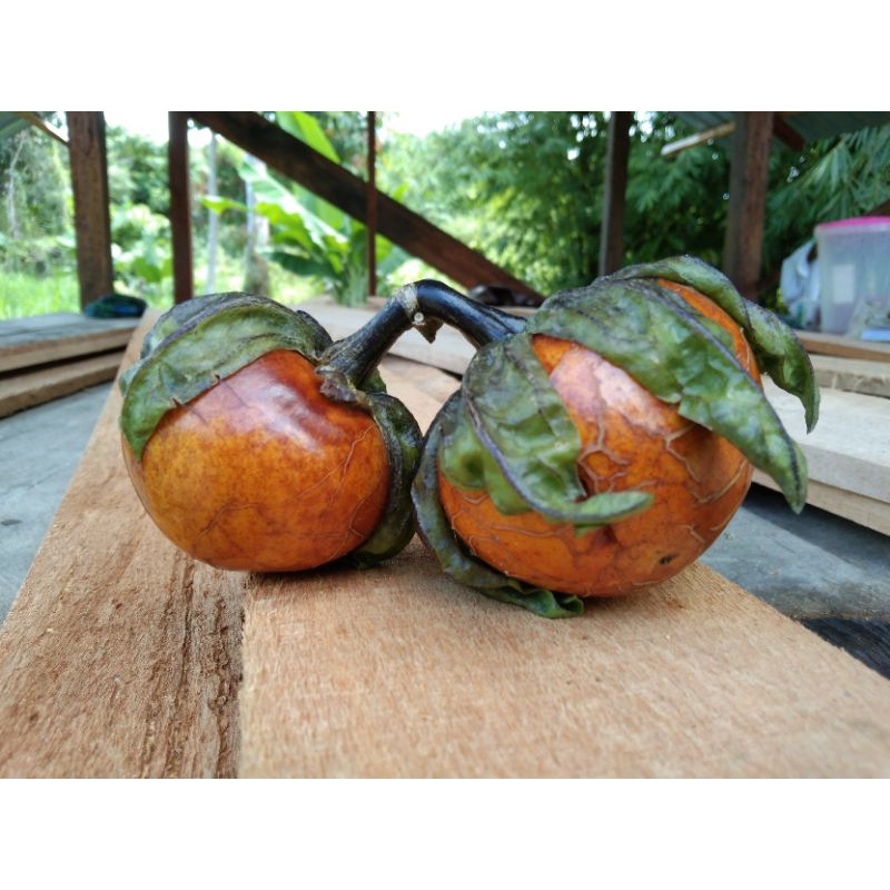 BIG SALES BENIH Terung Daun. 30 biji lebih