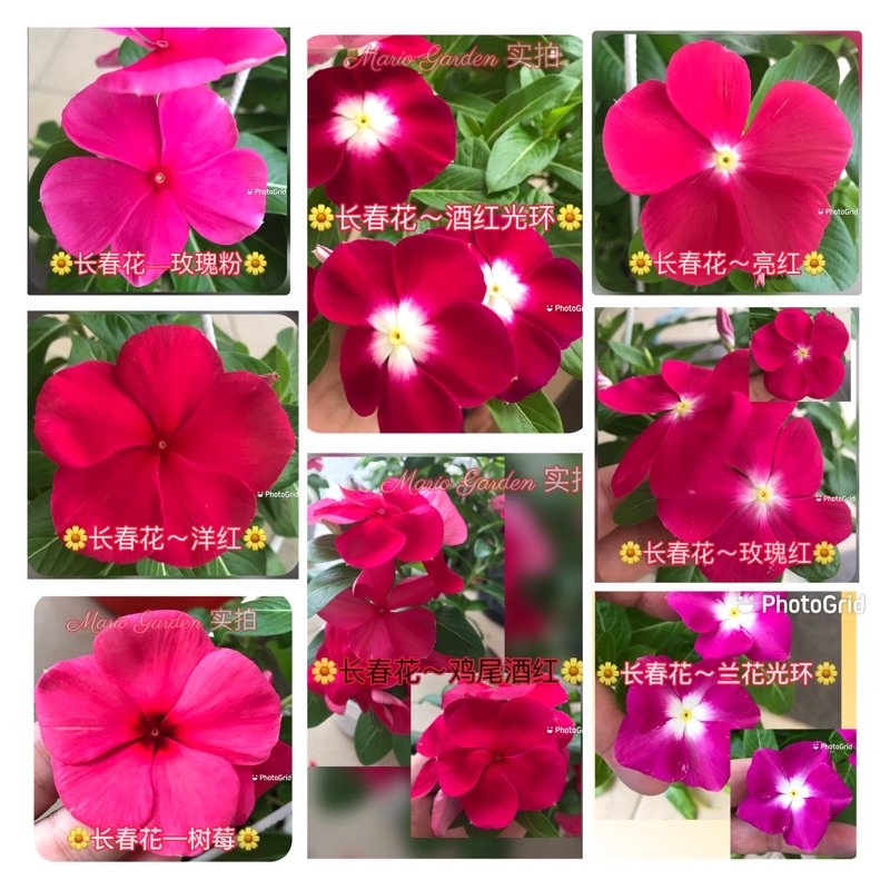 Buy 长春花种子vinca Seed 进口种子import Seed 3pcs Seetracker Malaysia
