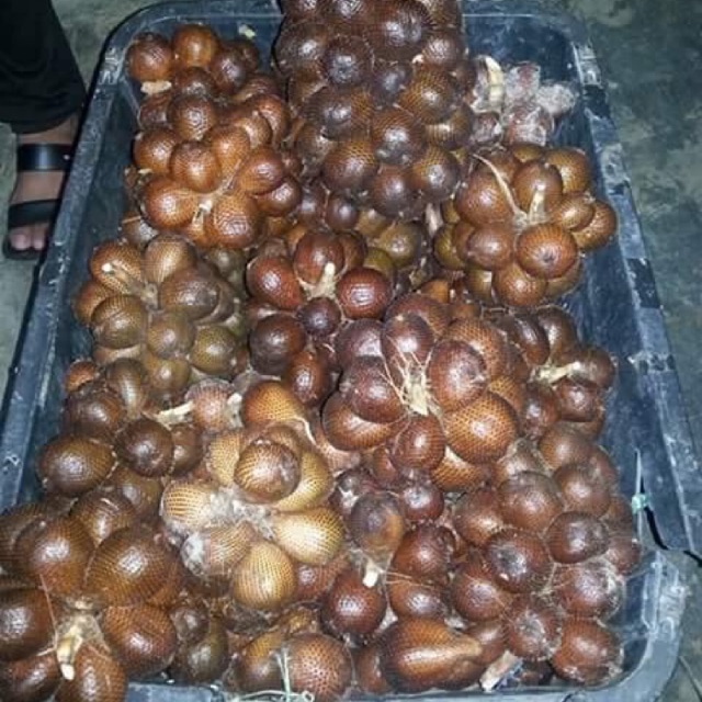 Buy Buah Salak Madu Indonesia Seetracker Malaysia