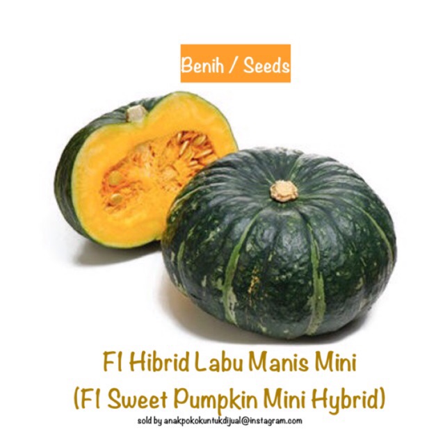 Benih Seeds 157 F1 Hybrid Labu Manis Mini Mini Pumpkin Sweet Shopee Malaysia
