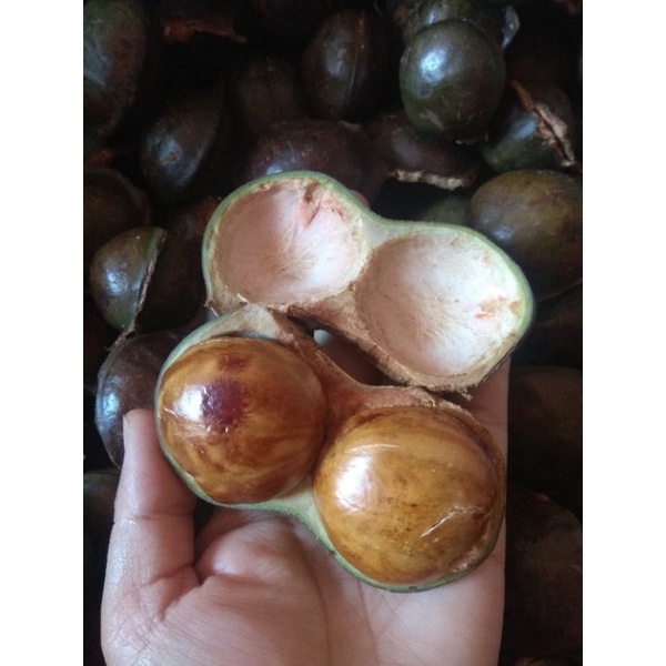 Jengkol Tua Jering Tua 1 Kg Shopee Malaysia 