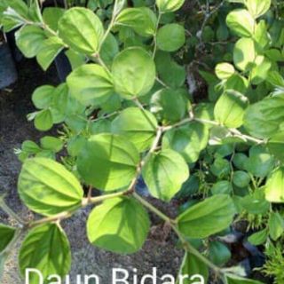 Pokok Bidara Kampung(Berduri Untuk Perubatan)  Shopee 