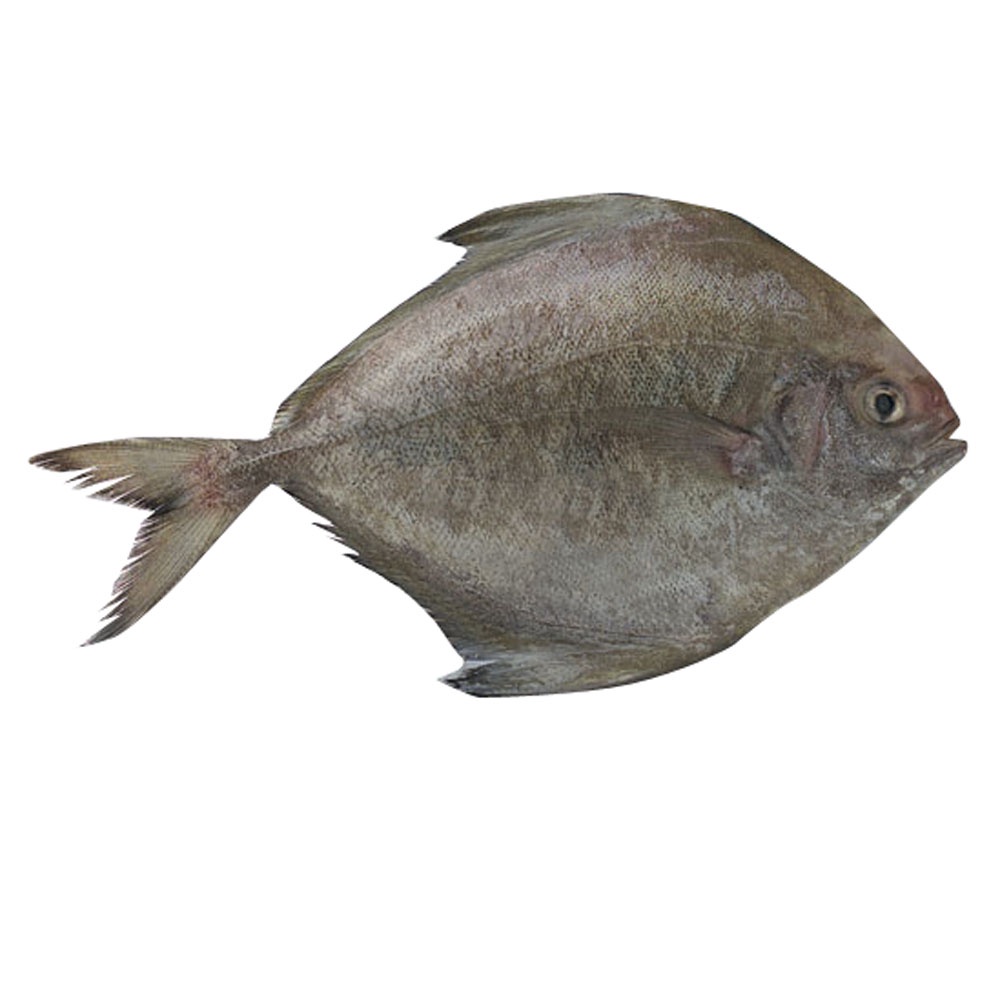 Fresh Black Pomfret / Ikan Bawal Hitam 1kg