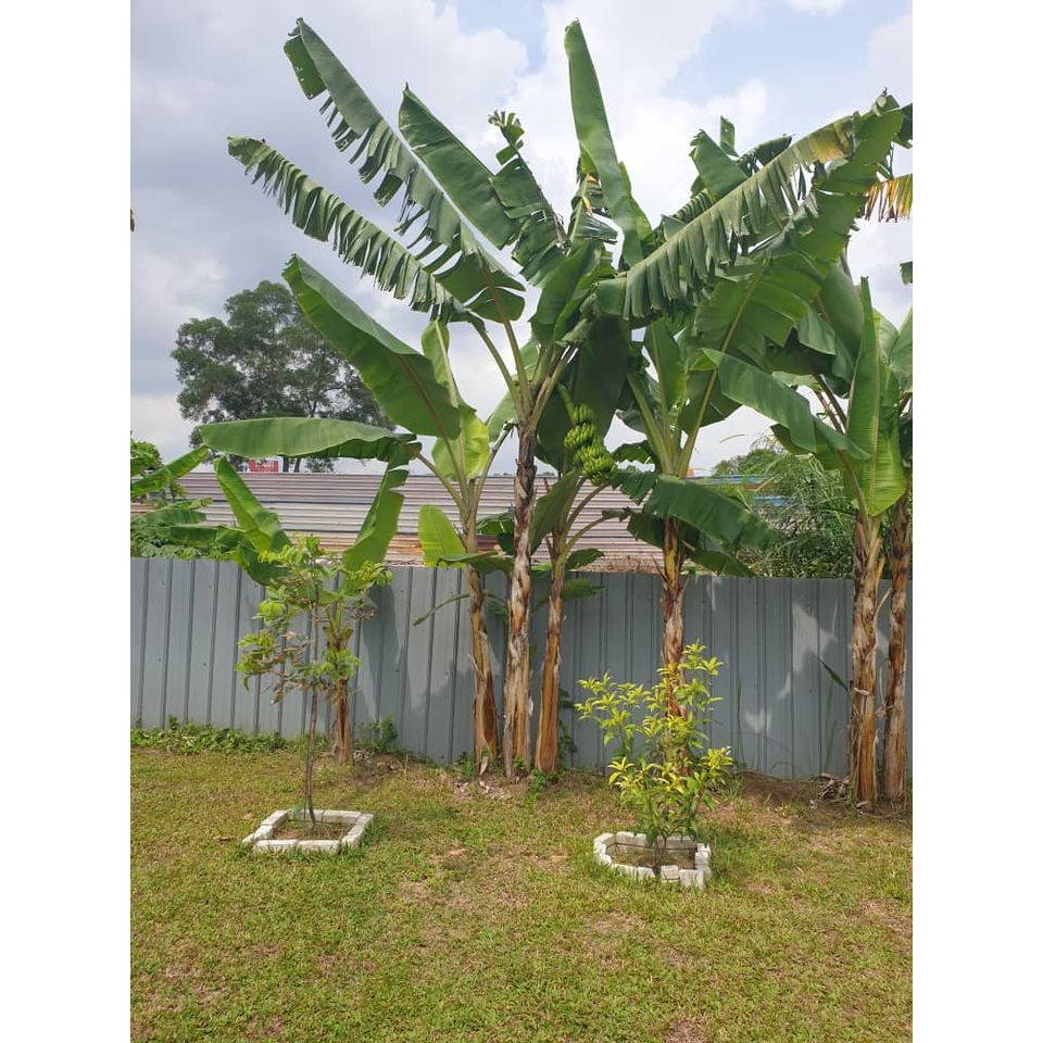 Buy Anak Pisang Berangan Tanduk Nangka Rastali Abu Awak Lemak Manis Seetracker Malaysia