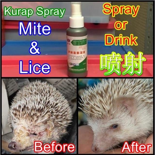Mpt Sunseed Hedgehog Food Bowl 刺蝟食物 Makanan Landak Mini 刺蝟用品 Makanan Hedgehog Accessories 刺蝟零食 Ulat Kering Cacing Kering Shopee Malaysia