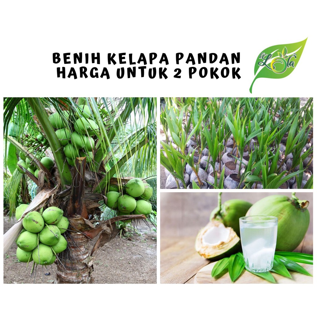 Benih Kelapa Pandan Siam Harga Untuk 2pokok