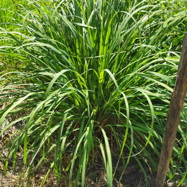 Satu Pokok Serai Wangi Pokok Herba Shopee Malaysia