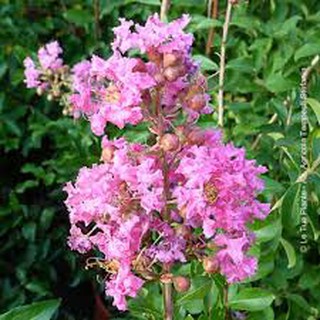 Pink Crape Myrtle Sapling /Anak pokok Sakura Pink  Shopee Malaysia