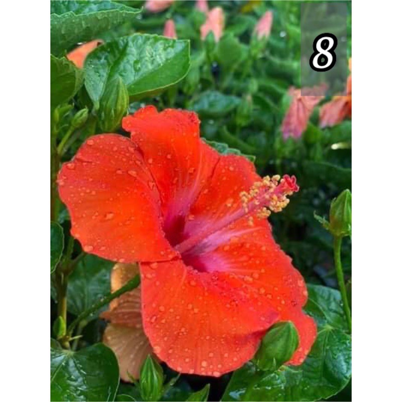 Pokok Bunga Raya Hibiscus Pelbagai Id Double Lollipop Chiffon Schizopetalus Sharon Dll Shopee Malaysia