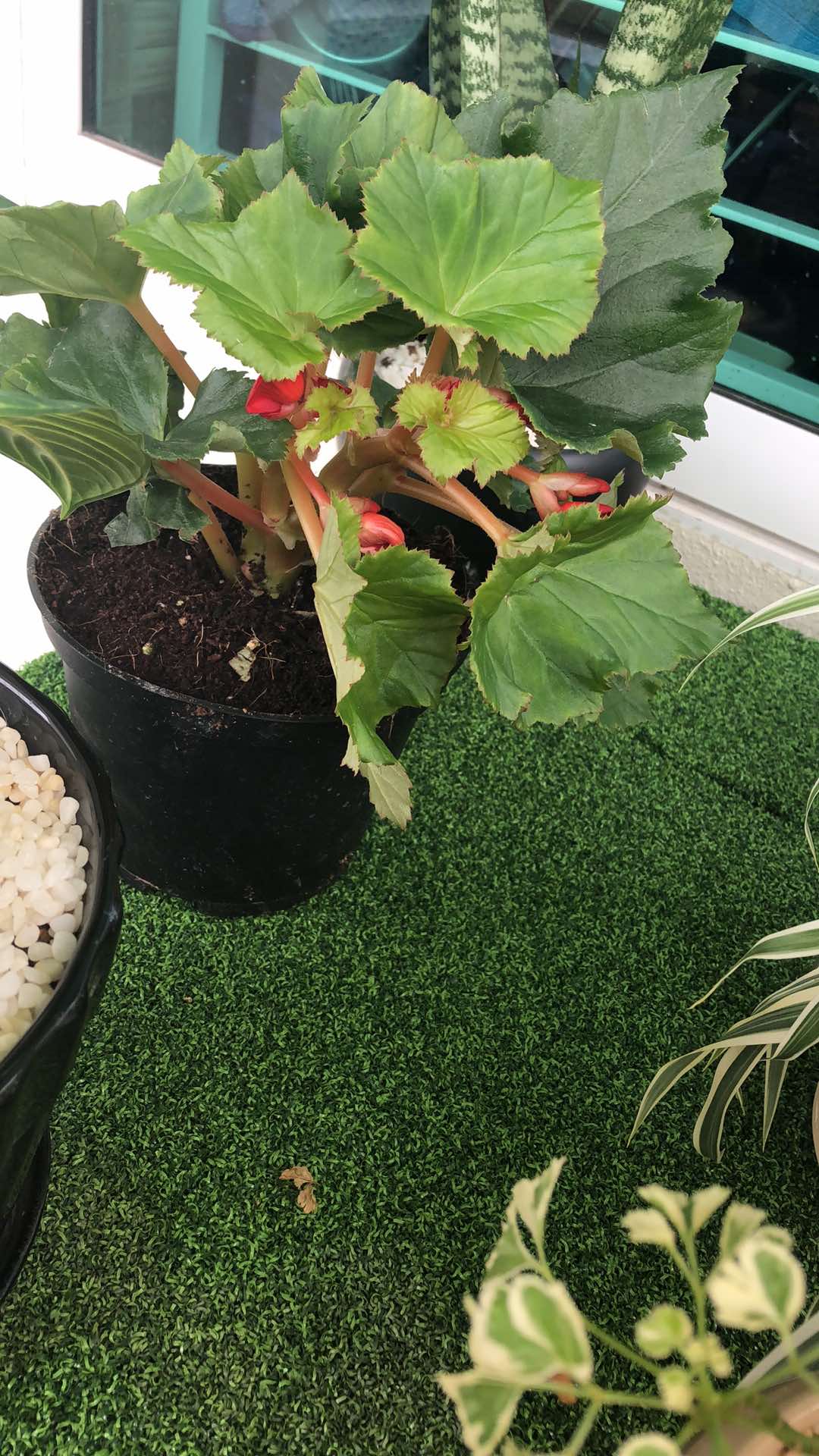 Anak Pokok Bunga Begonia Merah  Sudah Berbunga Red Begonia  