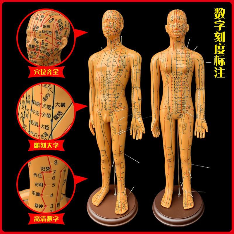 Human Body Model Traditional Chinese Medicine Acupuncture Acupuncture Acupoint Map Bronze Man Men Women Whole Body Twelve Meridian人体模型中医针灸穴位图铜人男女全身十二经络小皮人针灸穴位模型Peta titik akupunktur akupunktur TCM model badan manusia lelaki tembaga dan badan perempuan dua