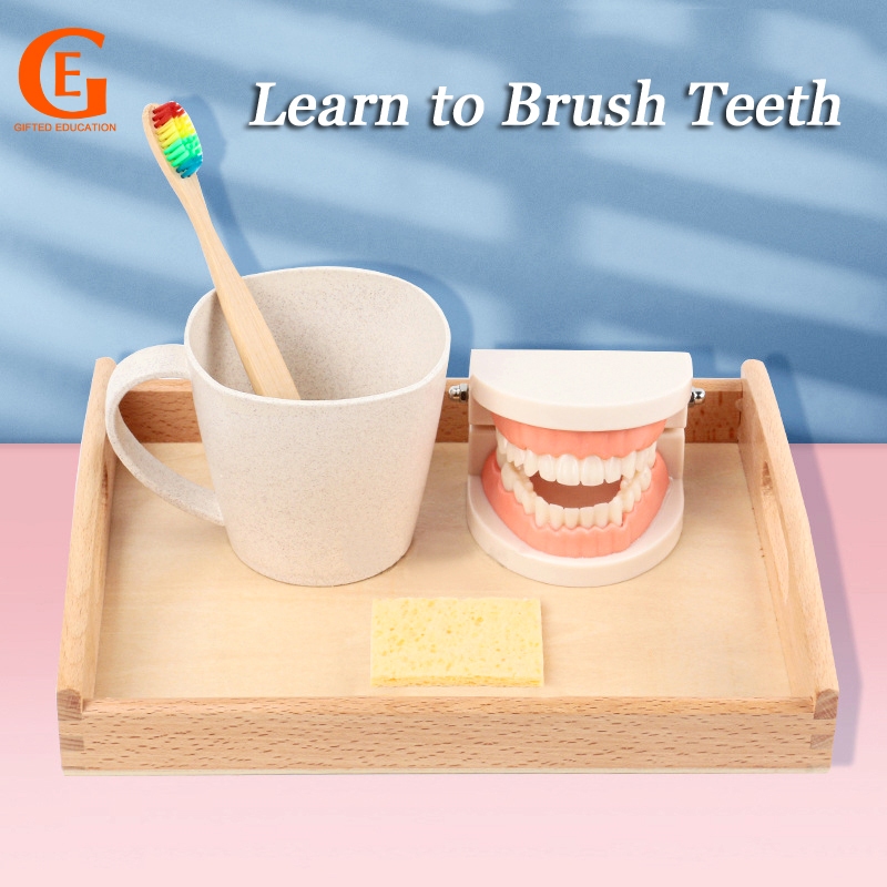 Montessori Children Brushing Tooth Teaching Tool Kids Brush Teeth Training Basic Life Skill Practice Early Learning Toy