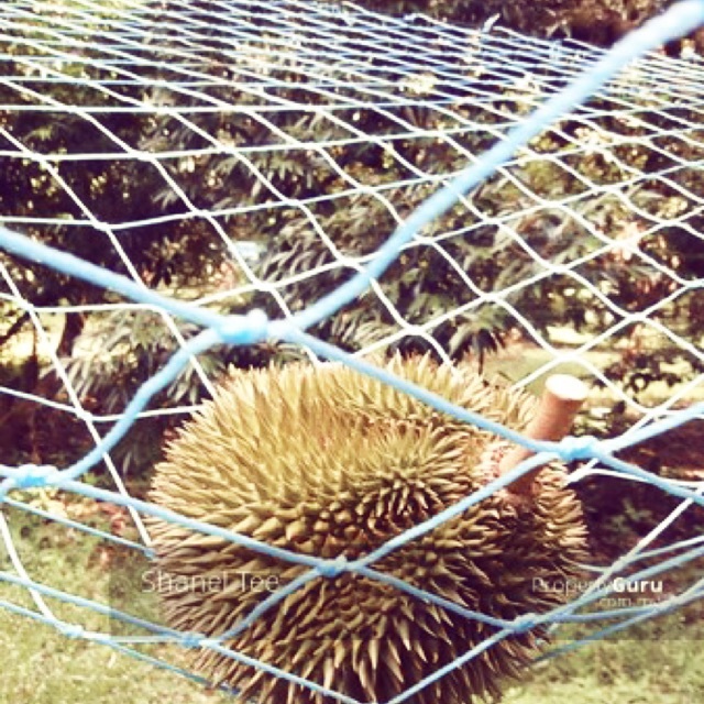 Super Value DURIAN NET 榴莲网ISO PE UV Net(complete/no complete)Durian Protection # Durian Crop # Adequate Inventory MY # Durable Products # Easy Installation # Affordable Price # Farm Supplies