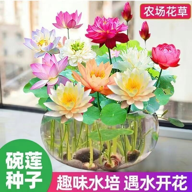 Open Sided 20Pcs 四季莲花种子Bowl Lotus Flower Seeds Water Lily Home Garden Plants Multi-Color Mix Mini Lotus Seeds