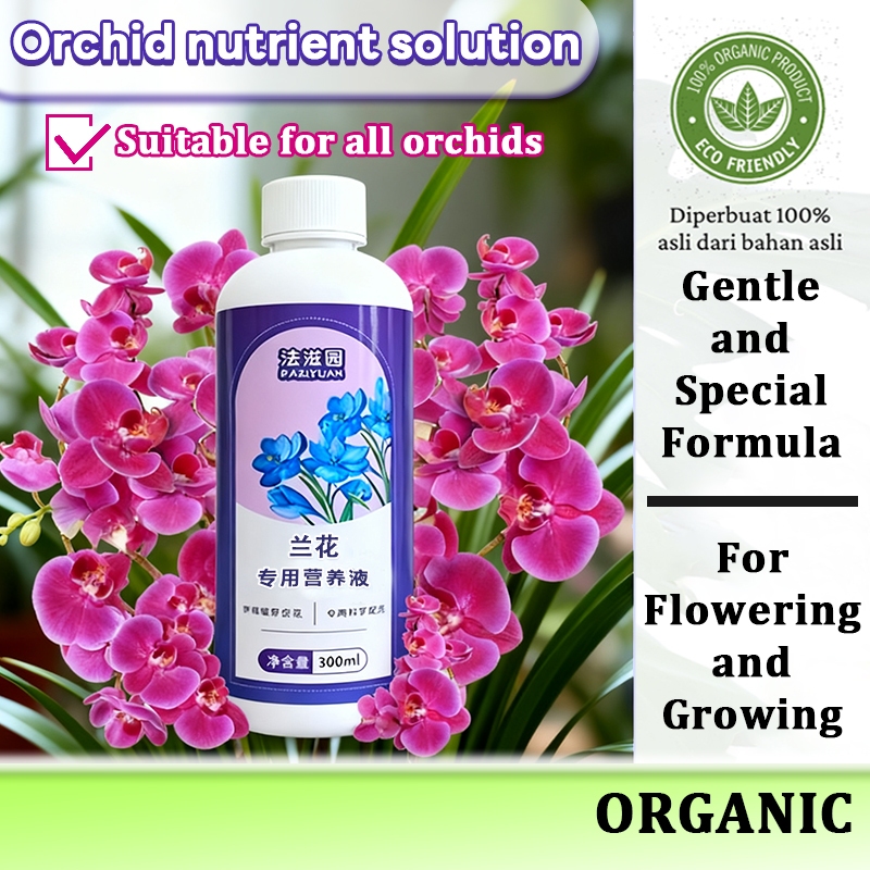 cn-11134207-820l4-mh1osuro3vuwfa Orked Harimau - Grammatophyllum speciosum Blume