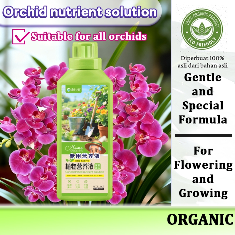 cn-11134207-820l4-mifj0vnimhhd8f Orked Harimau - Grammatophyllum speciosum Blume