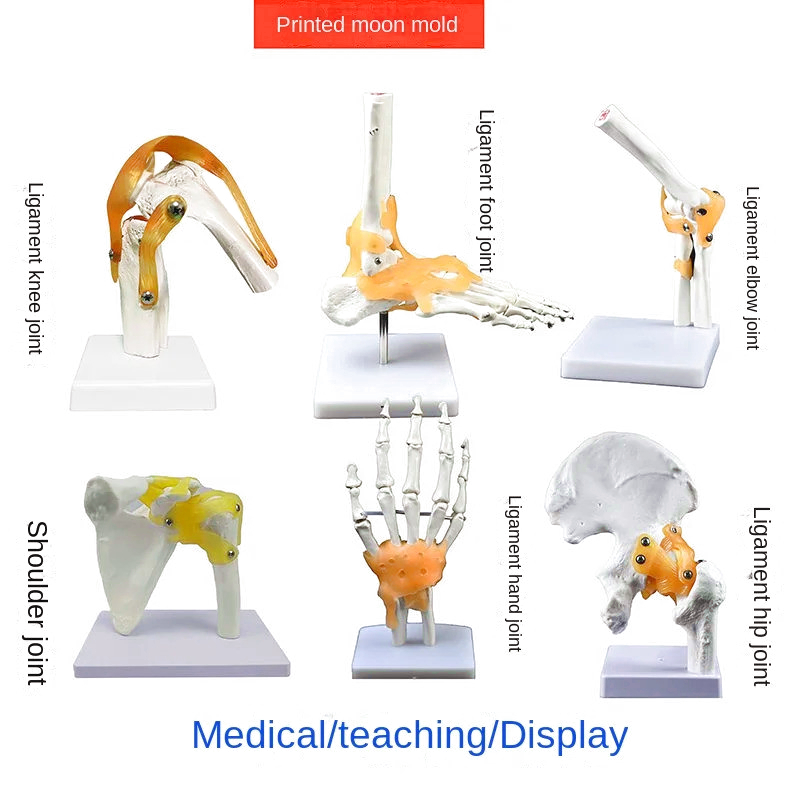 Knee Model with Ligament Human Body Bone Teaching Practice Medical Function Display Shoulder Cervical Spine Skeleton Orthopedics