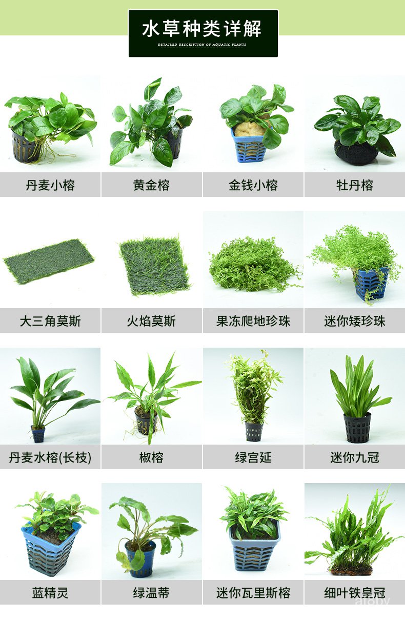 Daily Necessities 鱼缸真水草造景装饰植物活体水榕养鱼水族用品绿藻球懒人新手莫斯 Shopee Malaysia