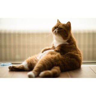 makanan kucing murah 10kg yummy mix cat food 10kg Shopee makanan kucing murah 10kg yummy mix cat food 10kg Shopee