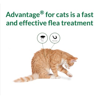 Bayer Advantage Cat Spot On S / Ubat Kutu Kucing  Shopee 