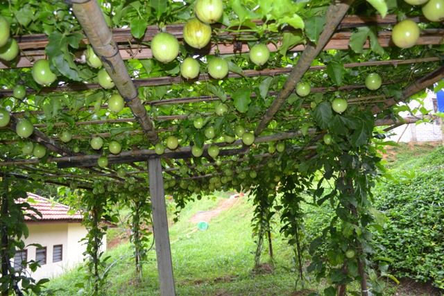 Pokok Buah Markisa Lebat Buah Tinggi 4 Kaki Matang Shopee Malaysia