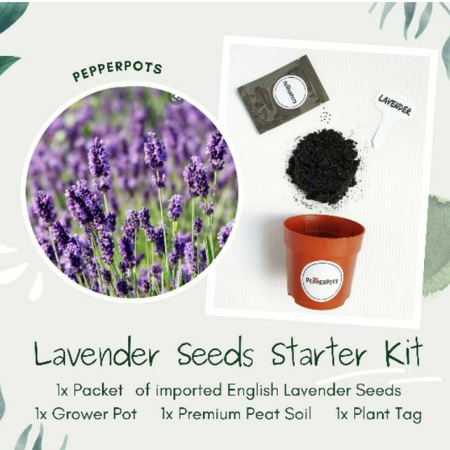 [Starter Kit] English Lavender Seeds (10seeds) + Starter Kit Shopee