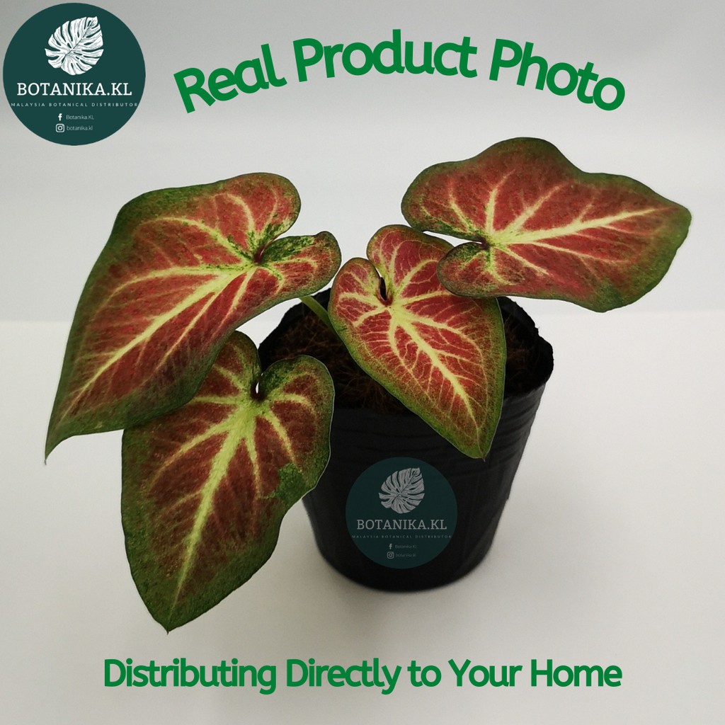 Buy Botanika Kl Caladium Zap Super Daging Pokok Keladi Hidup Pokok Hiasan Dalam Rumah Indoor Plant Pokok Bunga Hidup Seetracker Malaysia