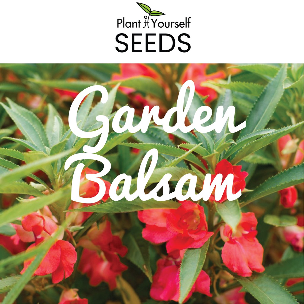 Buy Seeds Garden Balsam 凤仙花 0 3g 1 3g Seetracker Malaysia