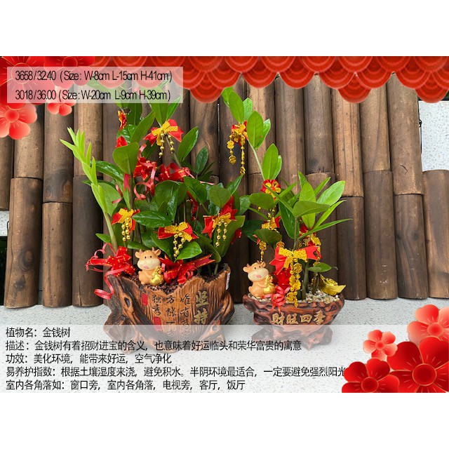 Sws Zamio Plant With Wood Pot