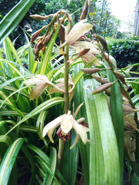 Orkid Harimau Hybrid Grammatophyllum Scriptum Shopee Malaysia