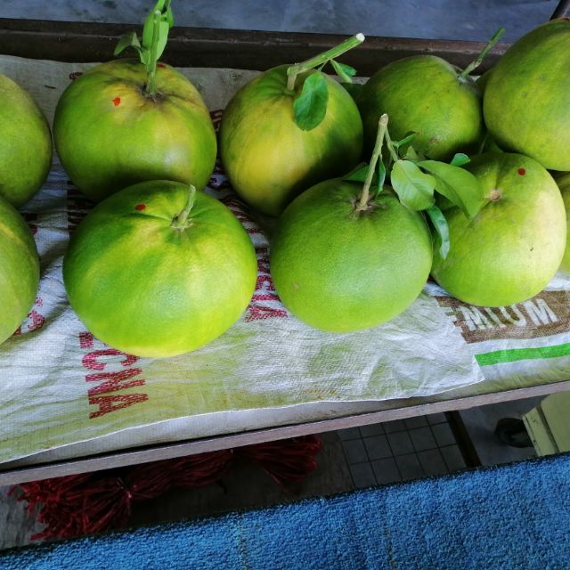 Limau Bali Tambun Pomelo fruit fruit Merah (masam)酸甜柚子 Shopee Malaysia