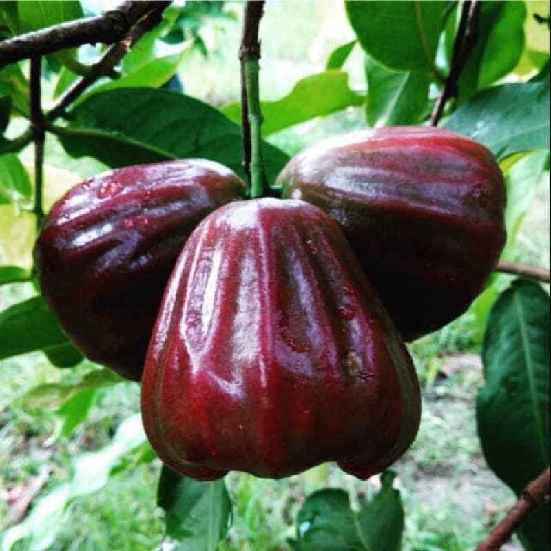 pokok jambu air black kingkong Shopee Malaysia pokok jambu air black kingkong Shopee Malaysia