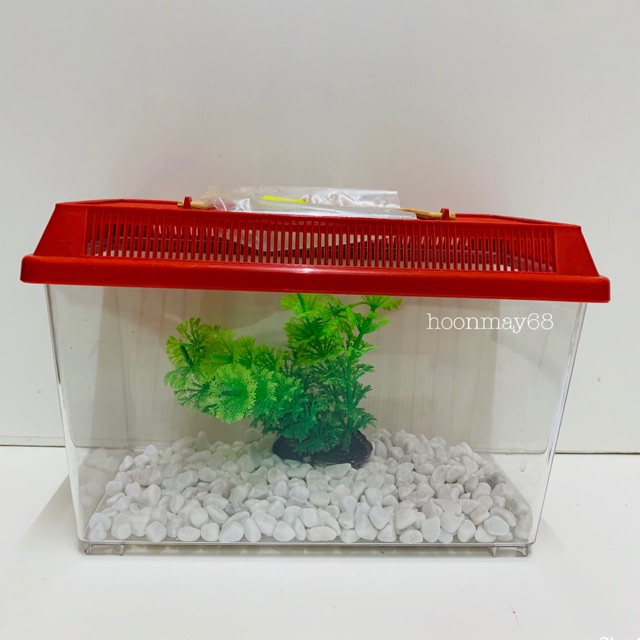 GUPPY 250mm PLASTIC AQUARIUM 1 set Shopee Malaysia