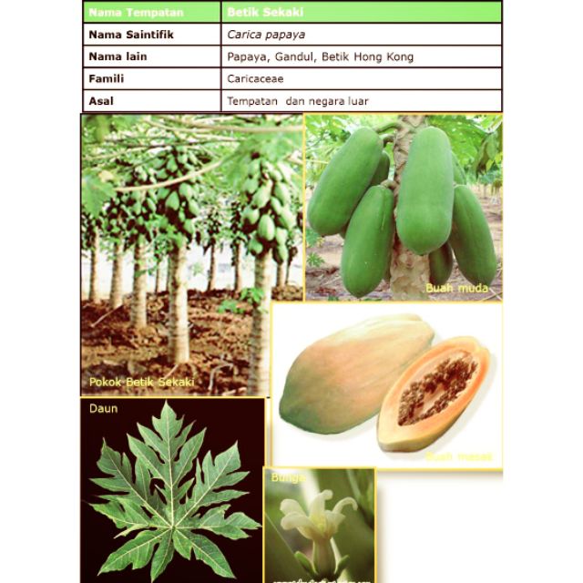 Biji Benih Betik Sekaki / Dwarf papaya  Shopee Malaysia