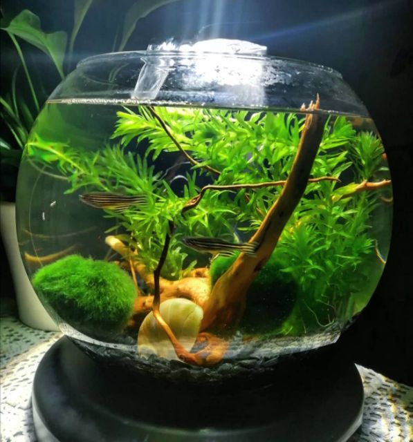 Ready Stock Hydrilla Pokok Hiasan Akuatik Shopee Malaysia