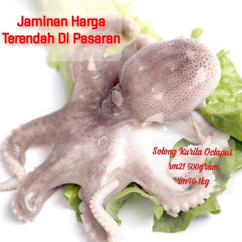 16+ Harga sotong sekilo ideas