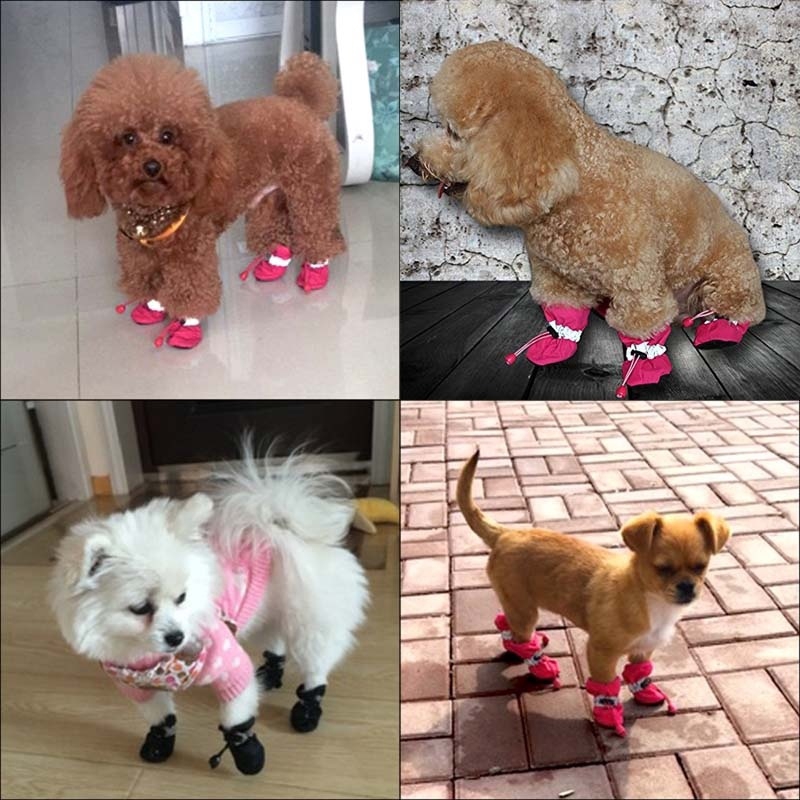 small dog socks