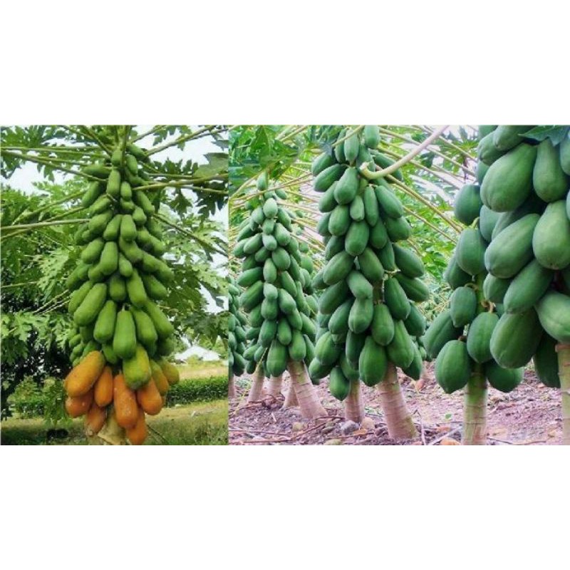 Buy Anak Pokok Betik Anak Pokok Betik Seetracker Malaysia