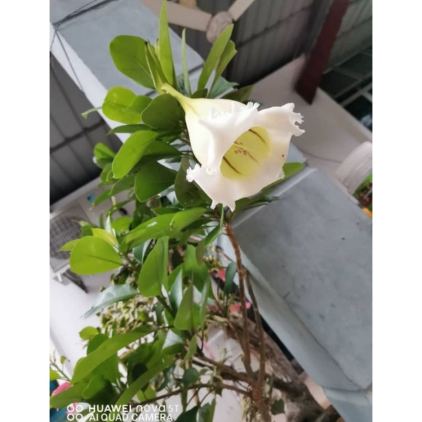 Anak Pokok Bunga Trumpet Pokok Solandra Bunga Loceng Besar Shopee Malaysia