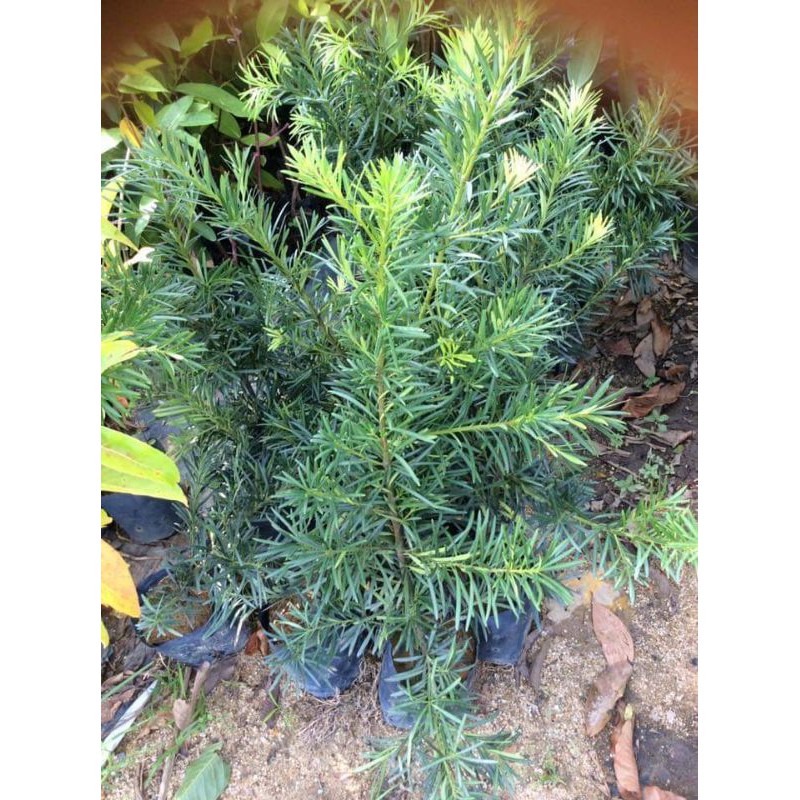 anak pokok podocarpus [ bongsai specimen ] | Shopee Malaysia