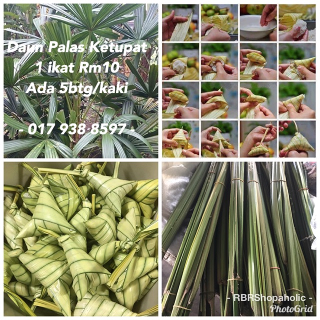 Buy Daun Palas Ketupat 1 Ikat Seetracker Malaysia