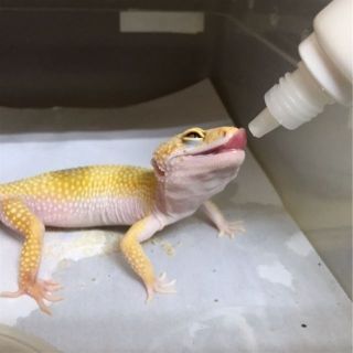 The Fabulous Geckos Online Shop Shopee Malaysia