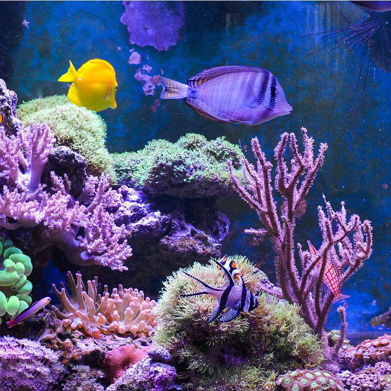 Customized Large And Small Aquarium Fish Tank Simulation Coral