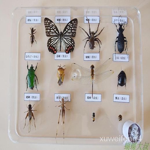School Supplies Surprise Gift真昆虫标本益虫害虫标本套装常见昆虫学校幼儿园教学标本现货htnc Shopee Malaysia